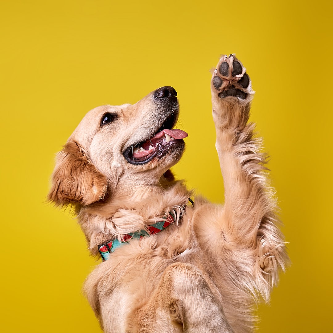 Buddy, a 2-year-old Golden